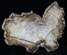 Stunning Oak Petrified Wood Slab From Washington - #13224-1